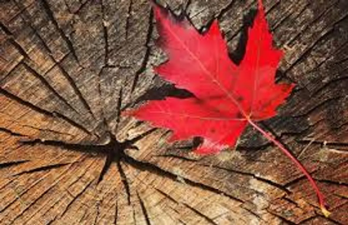 Maple Month Magic in the White Mountains